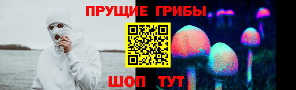 Галлюциногенные грибы Psilocybe Ачхой-Мартан